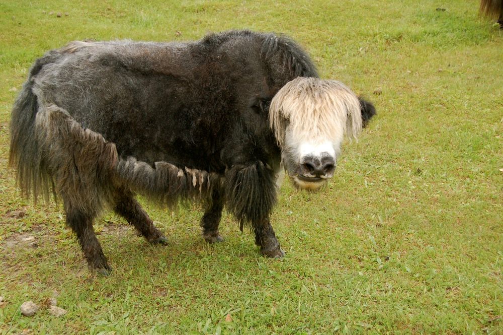 Got Yak?